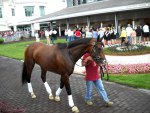 Ипподром Churchill Downs, подготовка к первому этапу Тройной Короны - Kentucky Derby 2010 год.