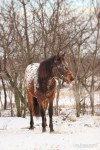 Алтайский жеребчик, Барбэрри