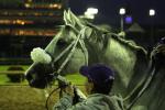 Ипподром Churchill Downs 2011 год. Подготовка к Breeders' Cup Marathon