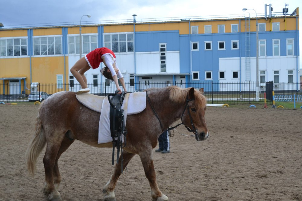 Кск лидер. Мещера Егорьевск. Егорьевск конюшня. Конный спорт в Пензе. Конные секции в Егорьевске.