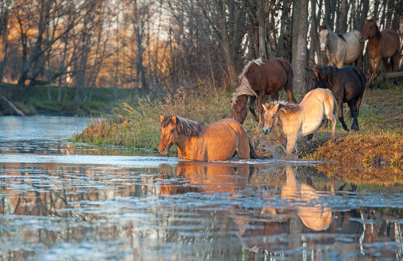 Песня кони шли на водопой