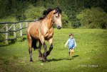 жеребец Мольберт от Буревестника л. Анода КХП Освейский