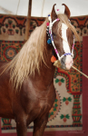 Tilwara Horse Fair, 14.03.2015