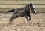 AMHA  -Американская миниатрная лошадка,вороной голубоглазый малыш,рожден весной 2015 на пони ферме Идальго