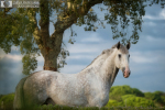 Звездный конь, Португалия