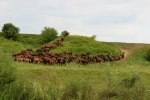 Владимирские матки ПКЗ "Монастырское подворье"