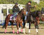 Ипподром Santa Anita Park 2013 год, подготовка к Breeders' Cup Juvenile Fillies Turf - Gr. 1