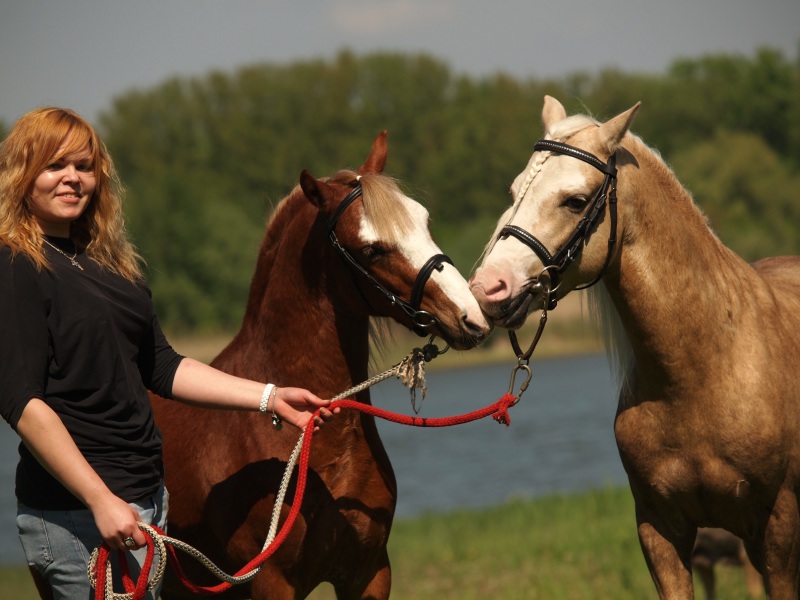 Доставка pony. Электропони фото. Доставка пони фото.