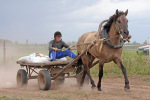 Кобыла Парабель (ООО "Каури-СПХ", УР). Срочная доставка груза на 2000 м