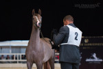 Saint-Pete international arabian cup, HIPPOSPHERE 2016