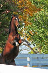 Kentucky Horse Park 