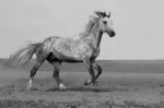 Орловский жеребец Кливленд, принадлежит Натальинскому конному клубу