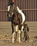 Американская мини лошадка Патти,одна из самых маленьких в Мире! Патти живет на ферме Идальго. В три года ее рост всего 55 см!! 