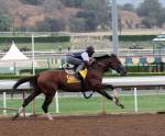 Ипподром Santa Anita Park 2014 год, подготовка к Breeders' Cup Classic - Gr. 1, где жеребец финишировал шестым.