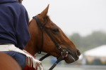 Ипподром Pimlico 2010 год,подготовка ко второму этапу Тройной Короны - Preakness Stakes - Gr. 1