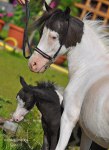 Ферма Идальго. http://mini-pony.ru, американские мини лошадки Либерти Белли ее сын,Регент-13.