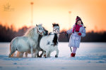 Миниатюрные лошади,матки фермы и их маленькая хозяйка.Фото Алексии Хрущевой.