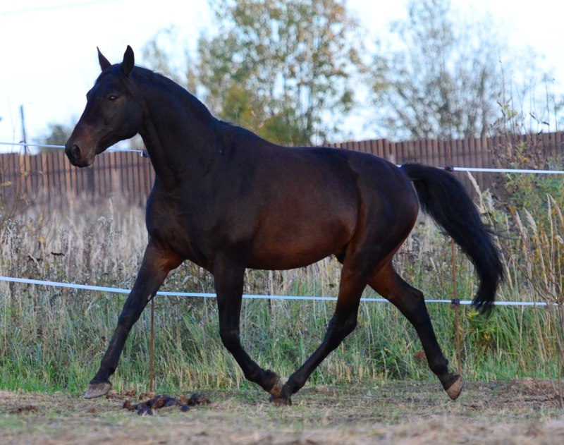 Кабардинская лошадь масть. Карачаевская лошадь гнедая. Кабардинский гнедой мерин. Лошади породы мерин. Кабардинская лошадь гнедая.