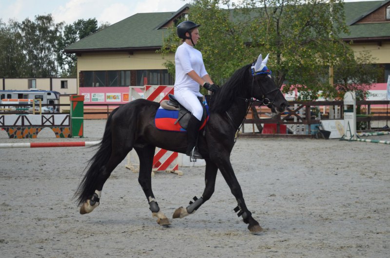 Кск лидер. Орловский рысак троеборье. КСК Grand stables. КСК Гранд Чеховский район. Орловский рысак в выездке.