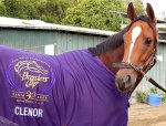 Clenor в попоне Breeder's Cup 2013. Santa Anita Park.