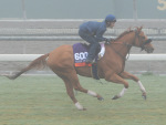 Ипподром Churchill Downs 2011 год, подготовка к Breeders' Cup Turf Sprint - Gr. 2