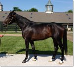 (Medaglia d'Oro - Amarillo, by Crafty Prospector)