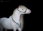 Американская миниатюрная лошадь,жеребец  Echos Cool Buck,импортирован из США,сын Мульти-Чемпиона Мира!! Новый производитель фермы Идальго!!