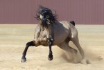 Испанская страсть от невероятного буланого Gaspar AG Жеребец принадлежит ферме Идальго http://mini-pony.ru 