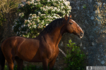 Разбираю фотографии и понимаю, что часть души осталась с лузитано в Португалии. Невозможно не влюбиться в этот гордый профиль, красоту и плавность линий,  которую вам с достоинством демонстрирует конь.