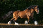 Evergreen Cowboy, тинкер, владелец -ООО Эниф 