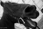 фотография сделана на территории КСК "Любимая конюшня" г. Уфа в кадре фризская кобыла Лизанна Виске
