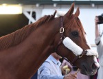 в Gulfstream Park. Январь 2017 года. Перед последним забегом.