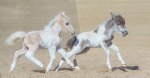 Американские миниатюрные лошадки 2017 г.р. Малышня играет.Фото Ксении Римской.
