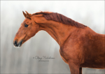 Lusitano horse