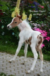 Американская мини лошадка,кобылка Твигги,рождена на ферме Идальго  весной 2017 http://mini-pony.ru 