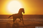 Закат для фотографа - уже праздник))) а с конем, да на океане - подавно! Жеребец лузитано Табернейро и его закат 
