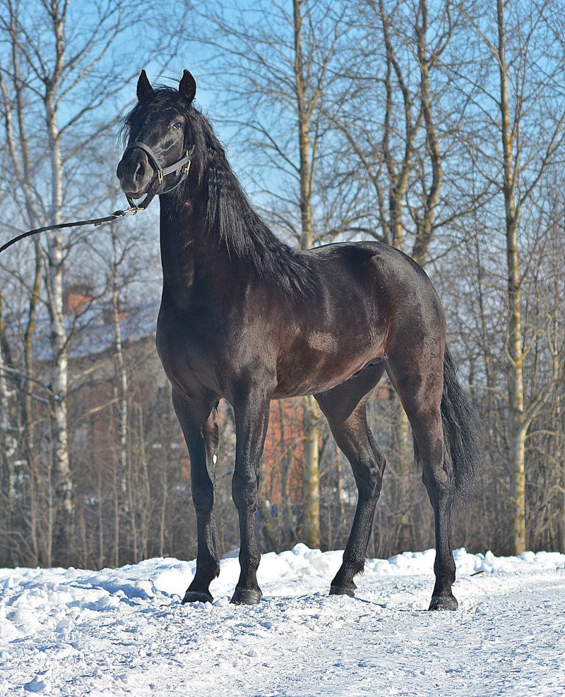 Рассмотрите фотографию черной лошади породы кабардинская. Арабо Кабардинская порода. Кабардинец лошадь порода. Кабардинская порода лошадей Шолох. Англо-Кабардинская лошадь.