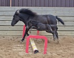 Мини лошадка,жеребчик HF Smokey Maybah,его рост всего 45 см.Малыш рожден на ферме Идальго