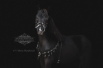 Выпускница фермы Идальго,американская миниатюрная лошадка HF Swag's Naomi. 100% Американское происхождение,сама изысканность.Шоу класс.Продается!