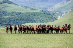табун карачаевских жеребят среди гор Кавказа