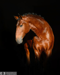 Барочные кони идеальны для фотографии, позирует жеребец лузитано