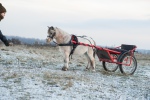 ПРОДАЕТСЯ замечательный жеребчик Хоки,50% АМНА,идеальо обучен,знает цирковые трюки,запрягается ,находится на ферме Идальгоhttp://mini-pony.ru