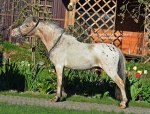 ПРОДАЕТСЯ замечательный жеребчик Хоки,50% АМНА,идеальо обучен,знает цирковые трюки,запрягается ,находится на ферме Идальгоhttp://mini-pony.ru 