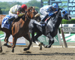 Ипподром Belmont Park, Dancing Renee Handicap 2013 год.