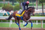 Ипподром Santa Anita Park, подготовка к Breeder's Cup Classic 2016 год. 