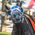 Ипподром Saratoga, скачка Jim Dandy Stakes, 2015 год. Frosted пришел к финишу вторым.