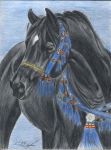 портрет арабской вороной лошади
