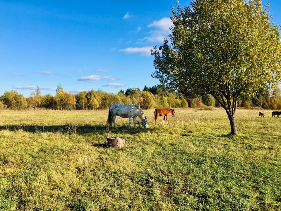 Фото Лошадей Высокого Качества