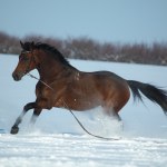 Тракененская кобыла