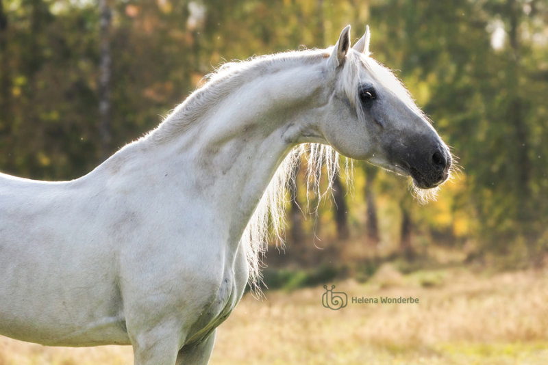 Орловский рысак - фотографии - equestrian.ru